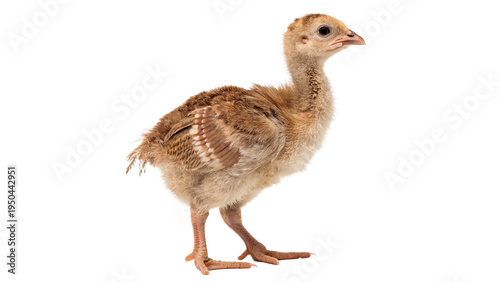 poult isolated on transparent background cut out