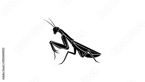 Stylized silhouette of praying mantis on white background