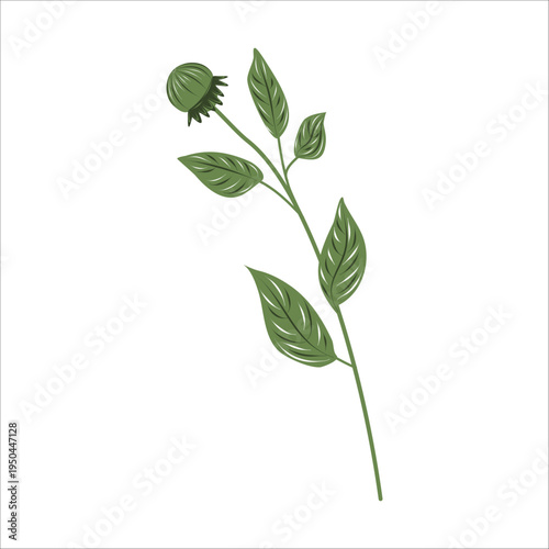 Hand drawn botanical branch with green leaves in vintage engraving style. Minimal floral element isolated on white for natural branding, packaging, botanical patterns and eco design.
