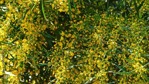 Bright yellow Acacia flowers cluster along slender green leaves in warm sunlight with soft blurred background.