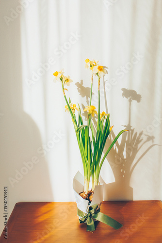 Yellow and white daffodils blooming with sun shadows