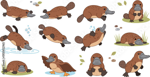Platypus Wildlife Illustration Set Featuring Swimming, Walking, Diving, and Resting Poses of Unique Australian Duck-Billed Mammal in Natural Habitat.