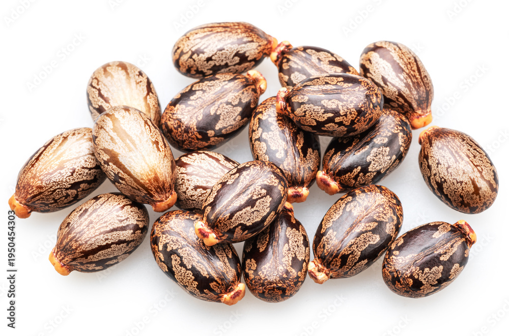 Obraz premium Bean-shaped, mottled, glossy castor oil seeds on white background. File contains clipping paths.