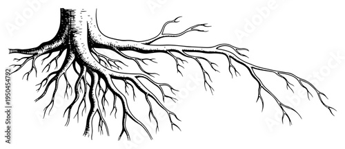 Detailed hand drawn illustration of spreading tree roots system