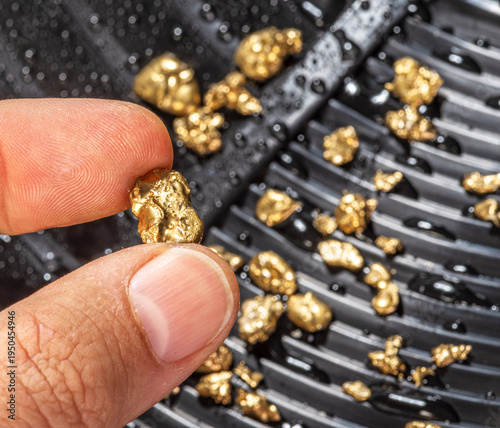 Gold nugget in a gold miner's hand with many other gold nuggets on a gold pan. Concept of gold mining and adventurous spirit.