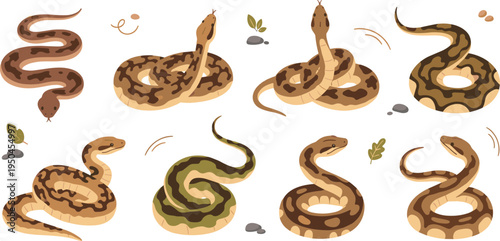 Python Snake Wildlife Illustration Set Featuring Coiled, Slithering, and Striking Poses of Large Constrictor Reptile in Natural Habitat.