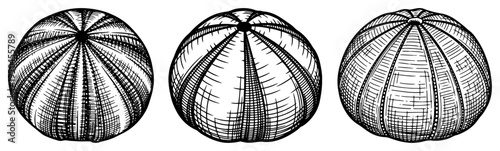Vintage engraving style illustration of round sea urchin shells