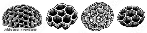 Detailed organic honeycomb or cellular structures in vintage scientific illustration style