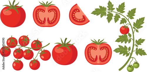 Fresh Tomato Vegetable Vector Collection Featuring Whole Tomato, Tomato Half Cut, Tomato Slice, Cherry Tomato Cluster and Tomato Plant Branch Illustration