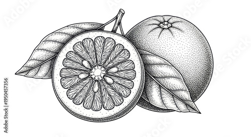 Hand-drawn Orange and Slice with Leaves, Stippling Art, Black and White