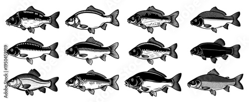 Collection of different carp fish species hand drawn in vintage woodcut engraving style