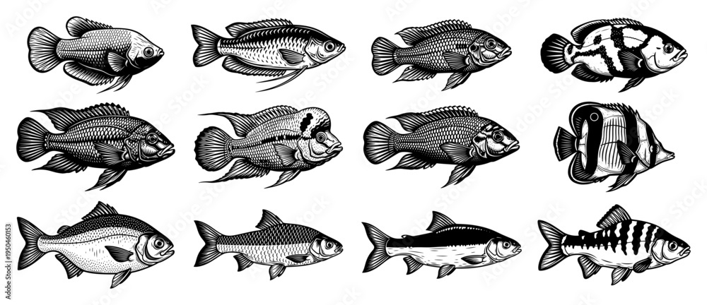 Fototapeta premium Collection of various tropical aquarium fish species in vintage black and white style