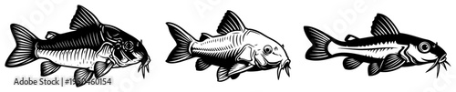 Three detailed illustrations of Corydoras catfish for aquarium themed designs