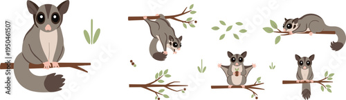 Sugar Glider Wildlife Illustration Set Featuring Sitting, Gliding, Climbing, and Hanging Poses of Cute Australian Flying Possum on Tree Branches.