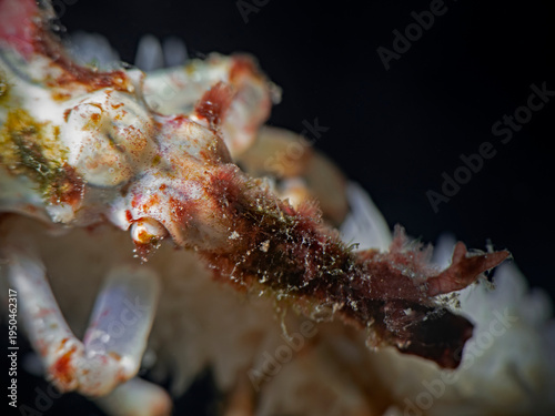 Wire Coral Crab (Xenocarcinus tuberculatus)
