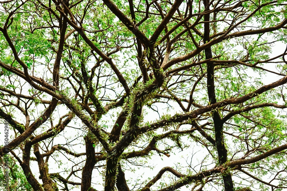 Fototapeta premium Sprawling tree branches with climbing plants in a forest.