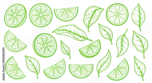Fresh Lime Slices and Leaves Hand-Drawn Sketch Style