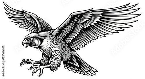 Majestic Falcon Bird of Prey Swooping Down with Wings Spread Wide, Detailed Illustration