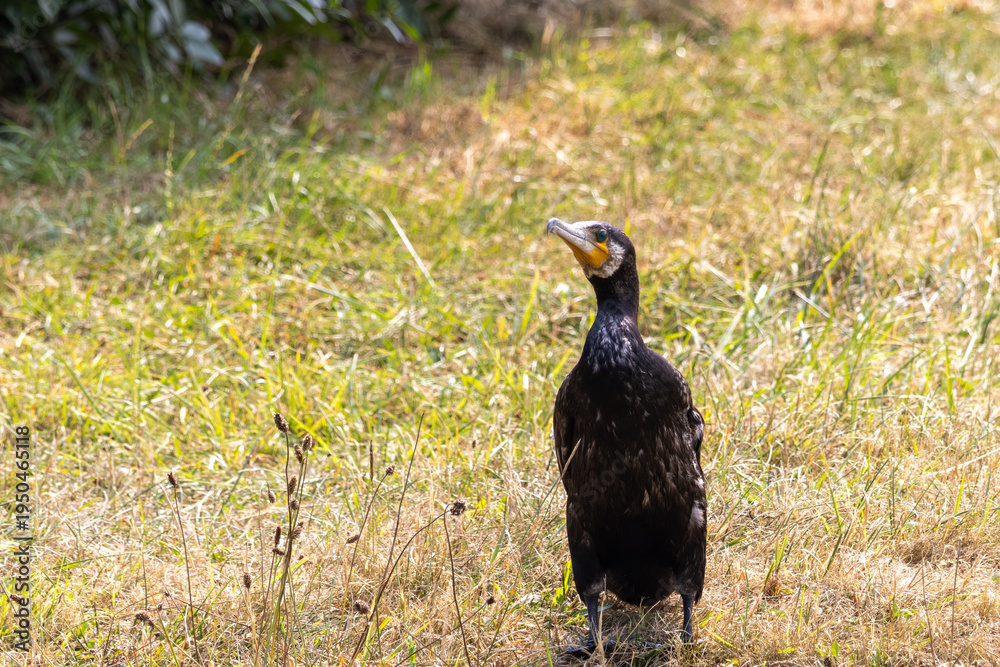 Fototapeta premium great cormorant in a field