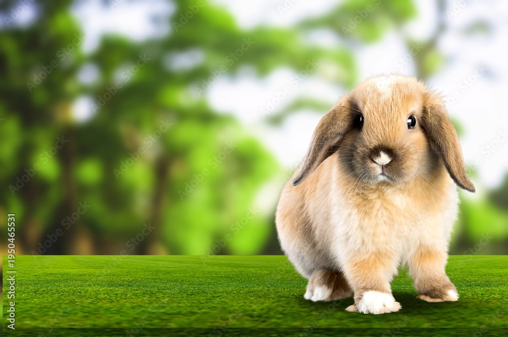 Fototapeta premium Baby bunny on spring green grass with Easter egg.