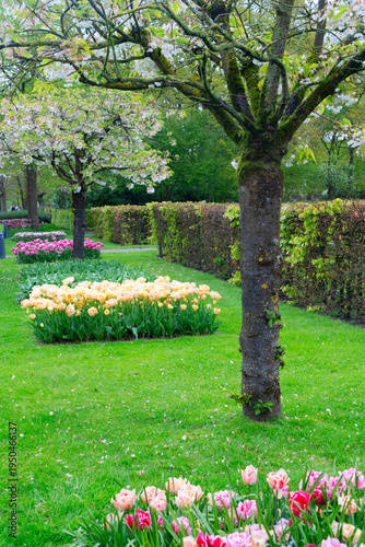 Rows of tulip flowers