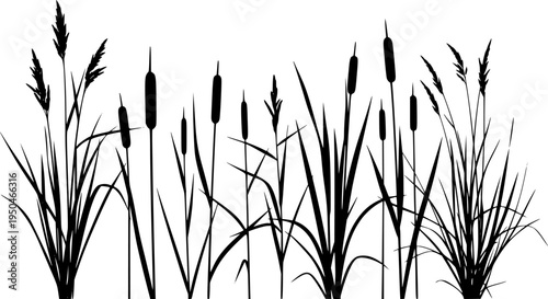 Silhouettes of tall grass reeds and individual plant stalks on white background Keywords: grass