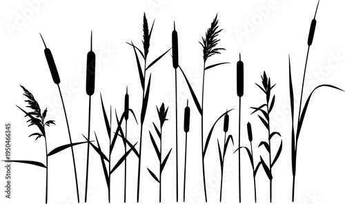 Silhouettes of tall grass reeds and individual plant stalks on white background Keywords: grass