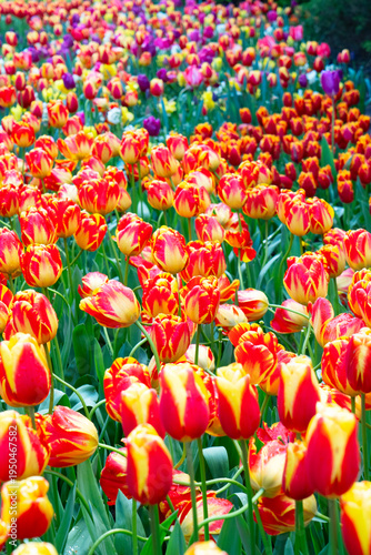 Rows of tulip flowers
