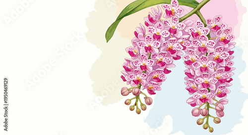 Joyous spring bloom of the traditional foxtail orchid bringing festive cheer. Ample copy space. Watercolor botanical illustration.