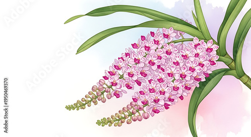 Beautiful blooming foxtail orchid symbolizing love and the joyous spring festival. Generous copy space. Watercolor botanical illustration.