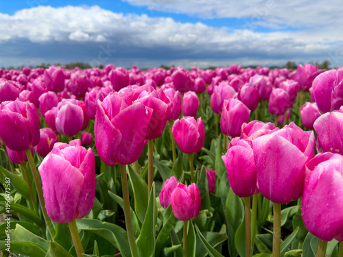Фотография Endless rows of vivid pink tulips stretch across horizon