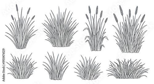 Collection of Hand-Drawn Grass Clumps and Wild Plants, Botanical Illustration