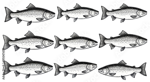 Collection of Nine Salmon Fish Illustrations on White Background
