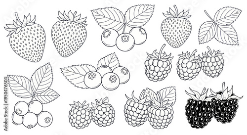 Hand-drawn Berry Collection: Strawberries, Blueberries, Raspberries, Blackberries - Sketch Style