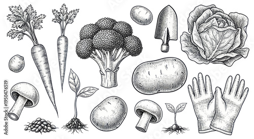 Hand-drawn garden vegetables and tools illustration: carrots, broccoli, cabbage, potatoes, mushrooms, seedlings, trowel, gloves
