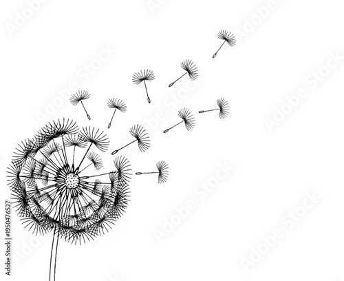 Delicate dandelion fluff dispersing into the white expanse on a breezy day