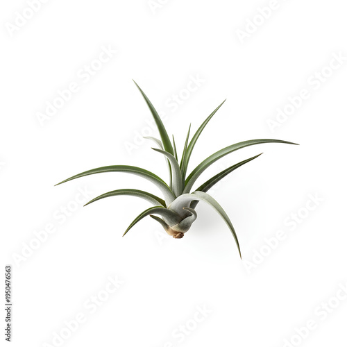 Green tillandsia air plant with long curving leaves. Beautiful exotic tropical succulent epiphyte isolated on white background. Natural botanical houseplant design.