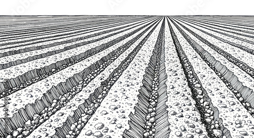 Tilled Field Rows, Agricultural Furrows, Countryside Landscape, Hand Drawn Illustration