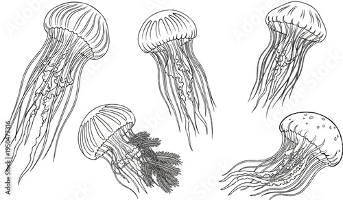 Five artistic line drawings of jellyfish, some with textured details