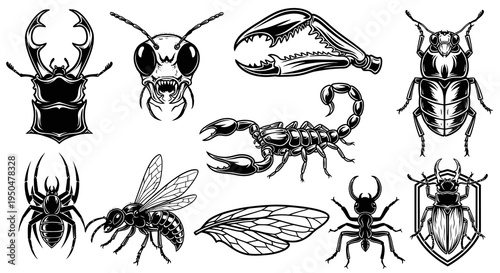 Detailed Insect and Arachnid Illustration Collection in Black and White