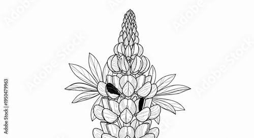 Detailed black and white line drawing of a blooming lupine flower stalk
