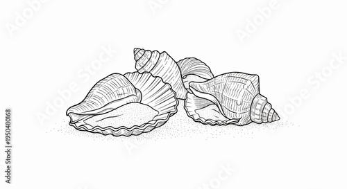 Line art illustration of three seashells resting on a bed of sand