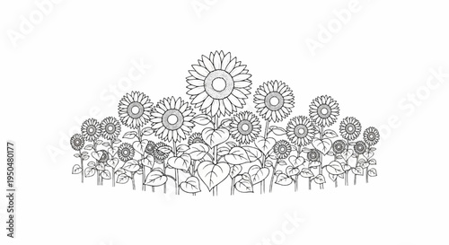 A charming black and white sketch of a diverse cluster of sunflowers
