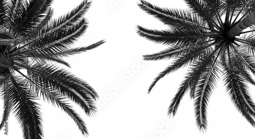 Overhead view of dark palm fronds against a bright white background