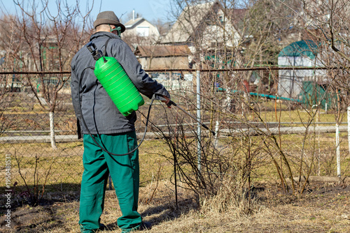 Treating a spring garden with a chemical to kill overwintered pests and fungal spores on trees. A man sprays shrubs with a pneumatic sprayer in his yard. 