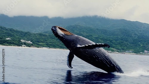 A humpback whale jumps out of the water, showcasing its massive body and powerful movement
