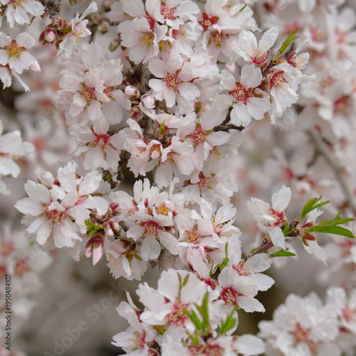 Photos Close-up of delicate almond blossoms blooming on tree branches during spring flowering season