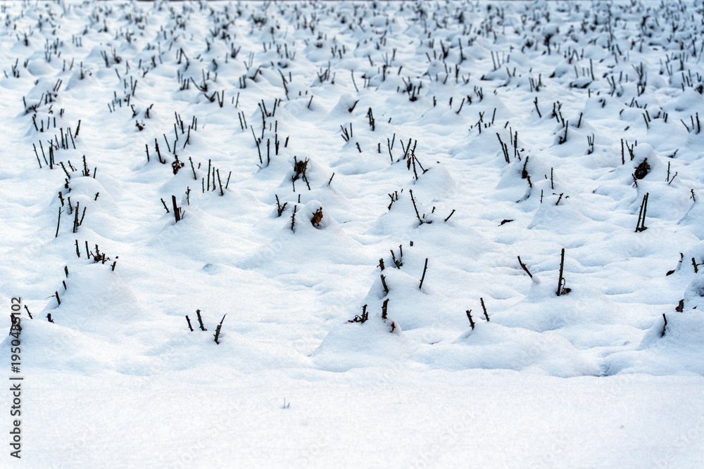 Fototapeta premium Spring garden preparation: pruned rose bushes covered with melting snow in a public park.