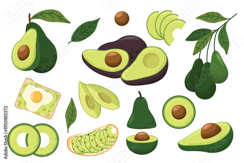 Large avocado collection with whole fruits halves slices avocado toast egg leaf and avocado branch showing healthy organic food flat vector illustration isolated on light background