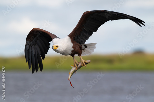 African fish eagle with a freshly caught tigerfish in its talons